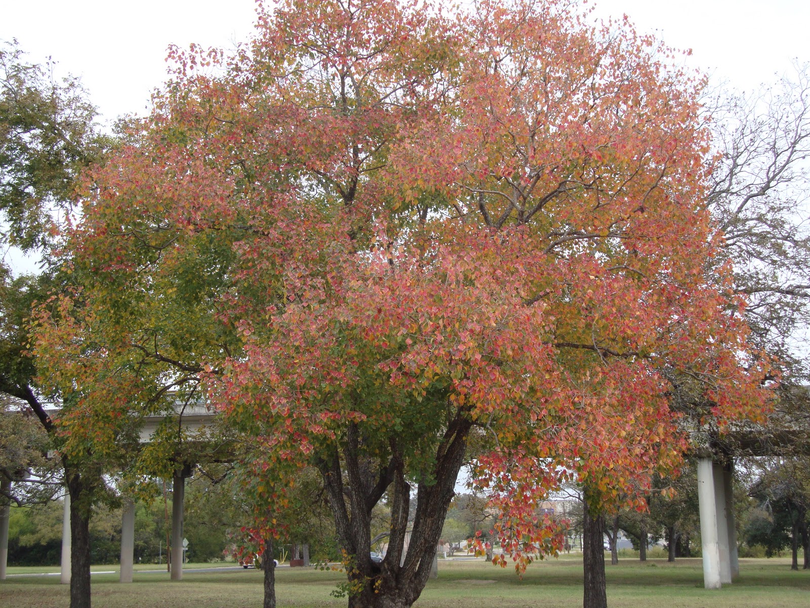 Where Plants Rule: Fall Color