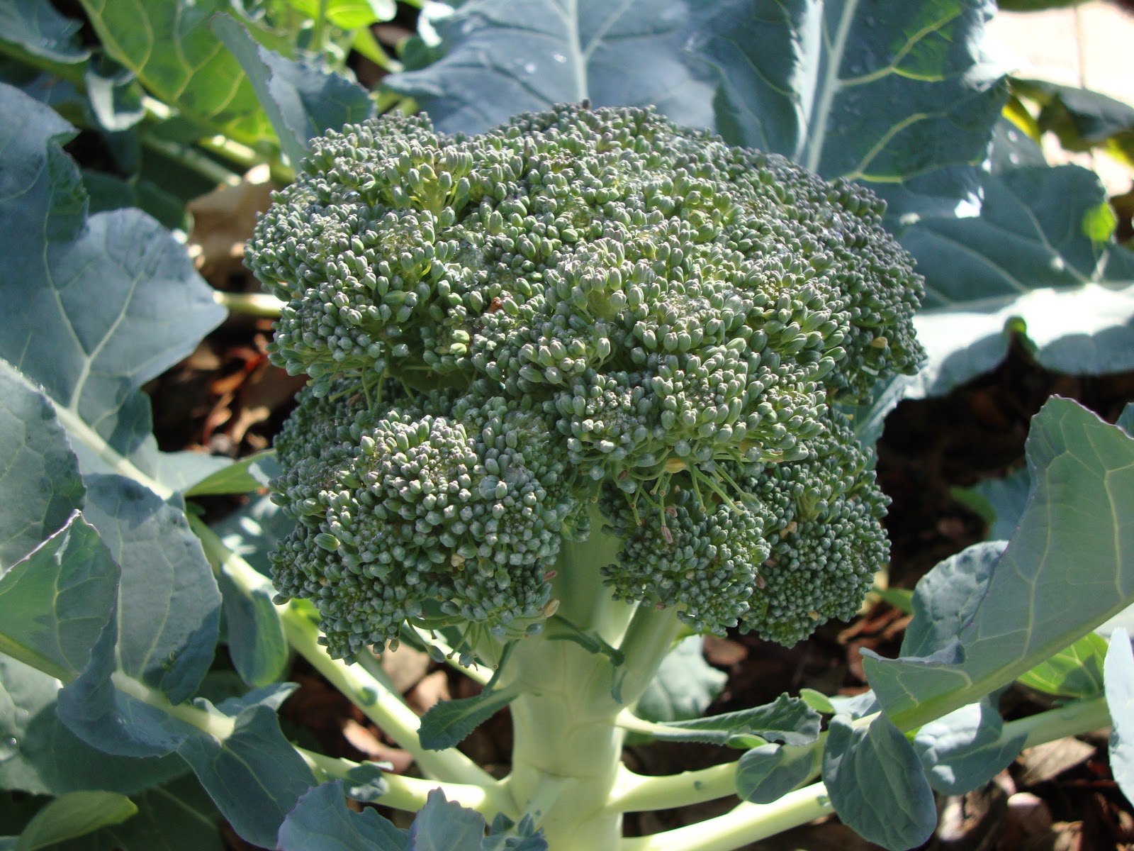 Where Plants Rule: Winter Harvest