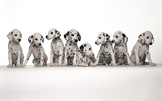 Dalmatian Puppie Wallpaper
