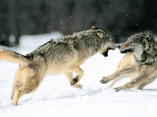 Fighting Grey Wolves HD Wallpaper