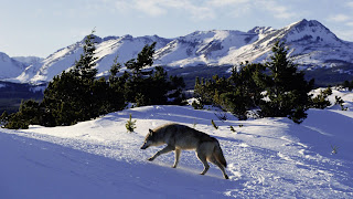 Grey Wolf on Snow HD Nature Animal Wallpaper