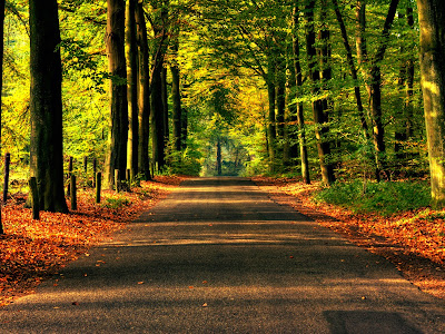 Road Between Trees Brown Yellow Leaves HD Wallpaper