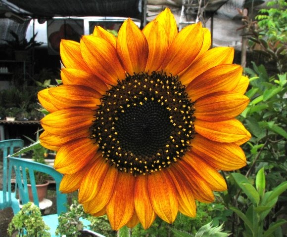 Happy Garden s Macam Macam jenis Sunflower