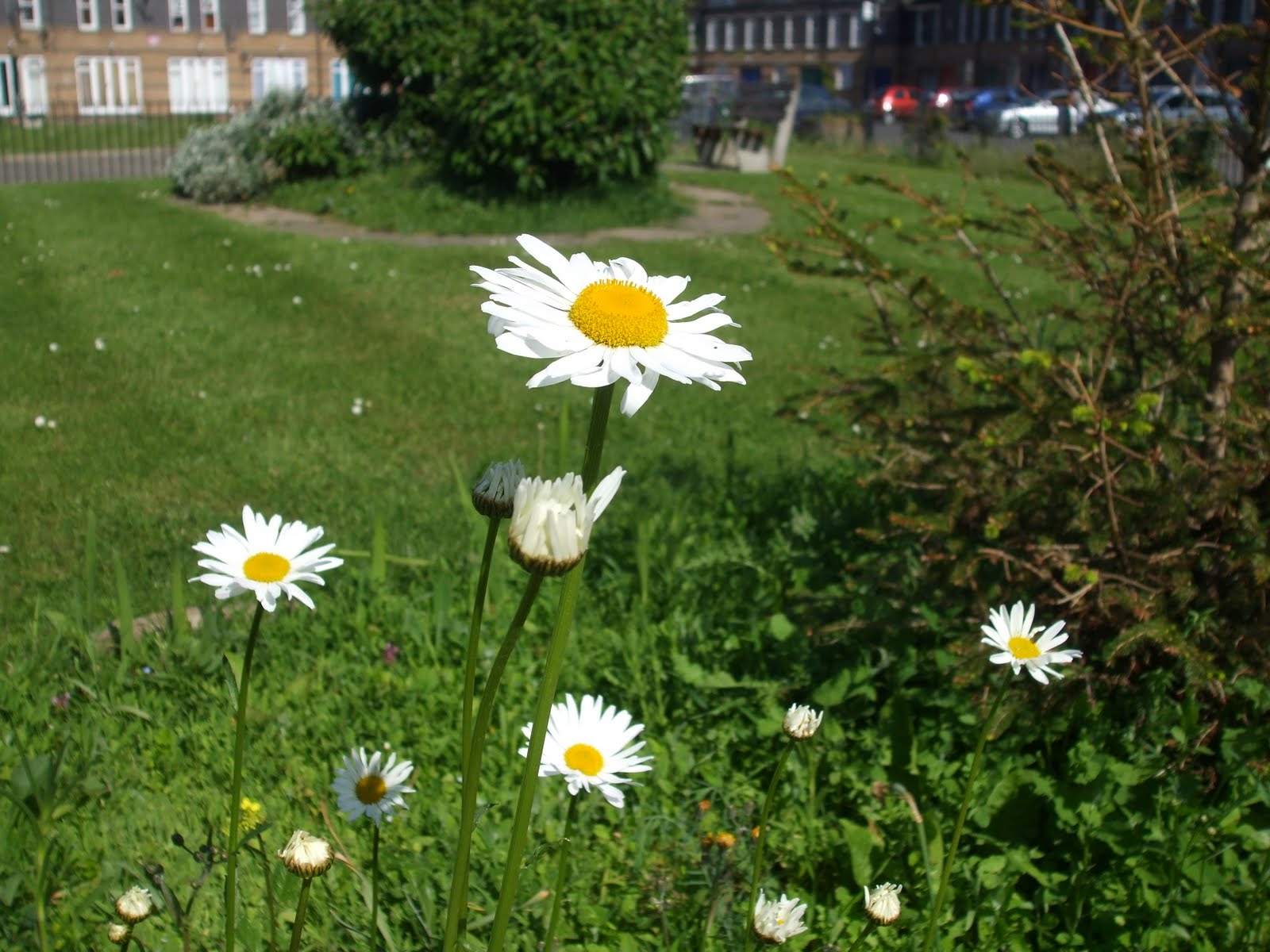 Leabank Square OxEye Daisies