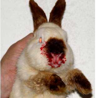 ¿Pueden los conejos transmitir la infección ocular a otro conejito? ¿Pueden los conejos transmitir la infección ocular a otro conejito?