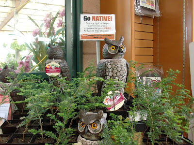 GO Native! FREE redwood Tree! | Sloat Garden Center