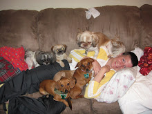 When I had All 7 Dog's
