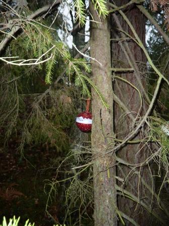 Team Vildmark: Med Vittror i skogen