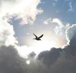 [1163989495_card_image_bird_sky.jpg]