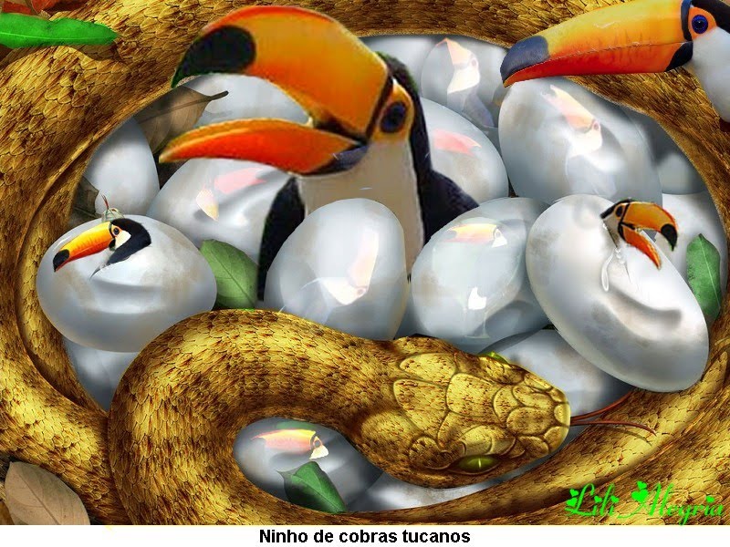 [Ninho+de+cobras+tucanos.jpg]