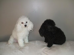 My Toy Poodles