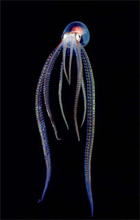 [translucent-pelagic-octopus-newbert-1145307-ga.jpg]