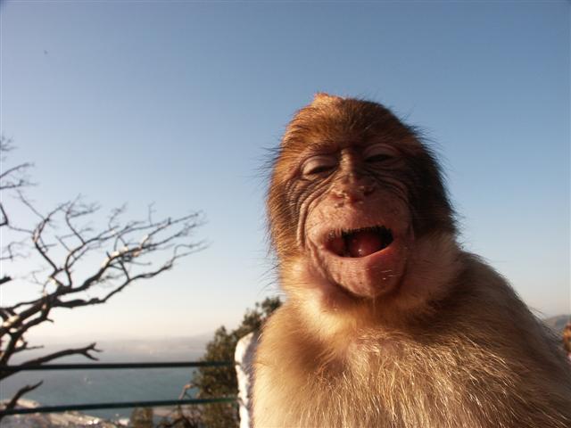 [Laughing+Monkey.jpg]
