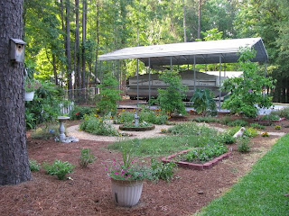 In the Garden: Georgia Pine straw