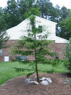 tree cypress bald old june garden 2008 seem months 2007 being really does where