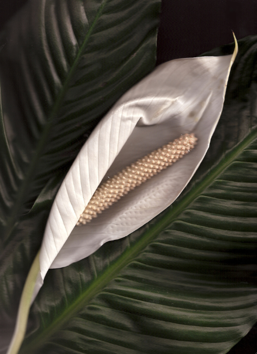 peace lily flower scan