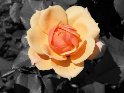 photoshop colored rose photograph background simple area using way