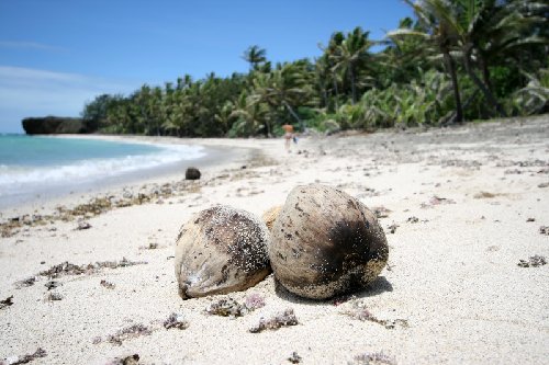 [144220-coconuts-on-long-beach-turtle-island-fiji.jpg]