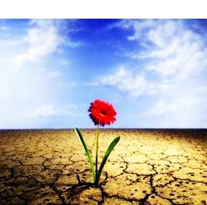 [flor+no+deserto2.JPG]