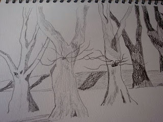 sketch, trees, melbourne