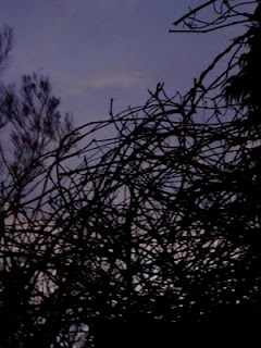 wisteria vine, dawn