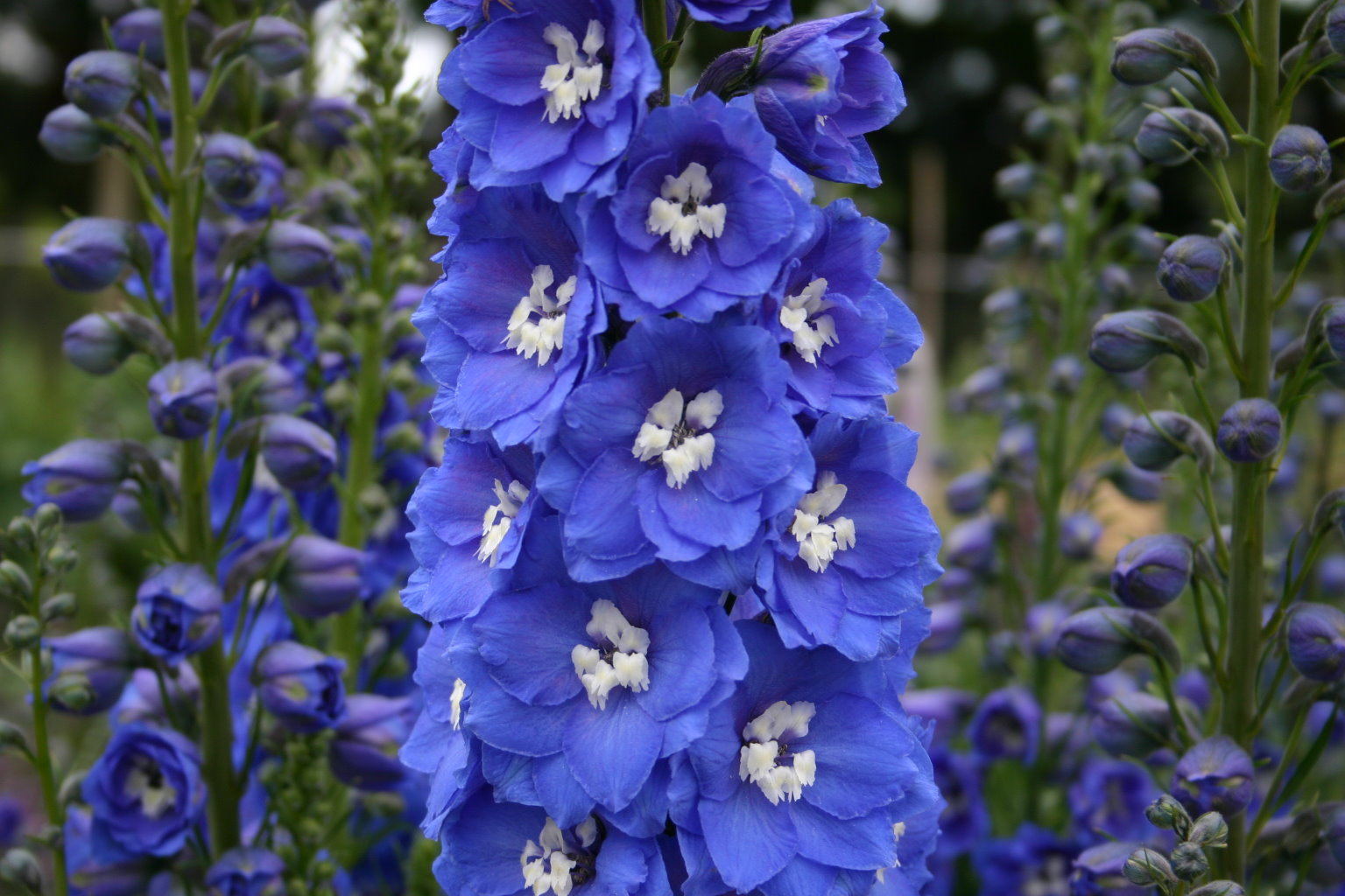 Delphiniums Down Under The Flowers That Bloom in the Spring Tra La