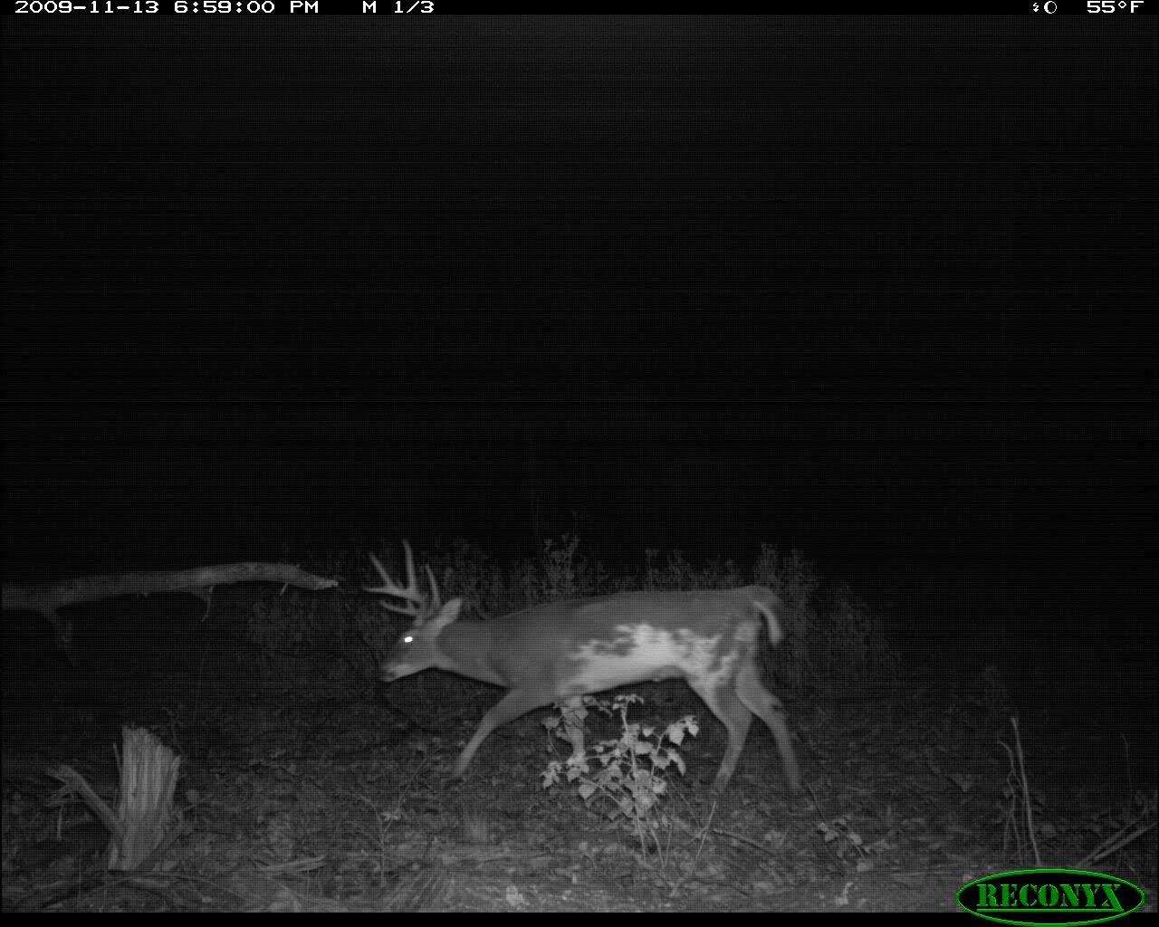 CB's VA piebald whitetail buck.