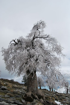 FEBRERO