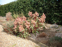 PLANT OF THE WEEK