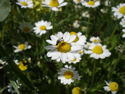Insect on chamomile blossom