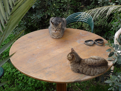 Two tabby cats on a table