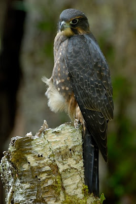 Karearea / NZ Falcon, photo Craig McKenzie