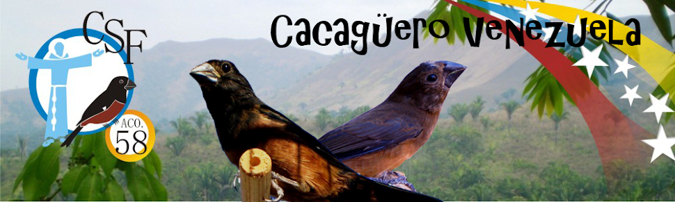 Cría do Curió - Cría de Cacaguero Venezuela