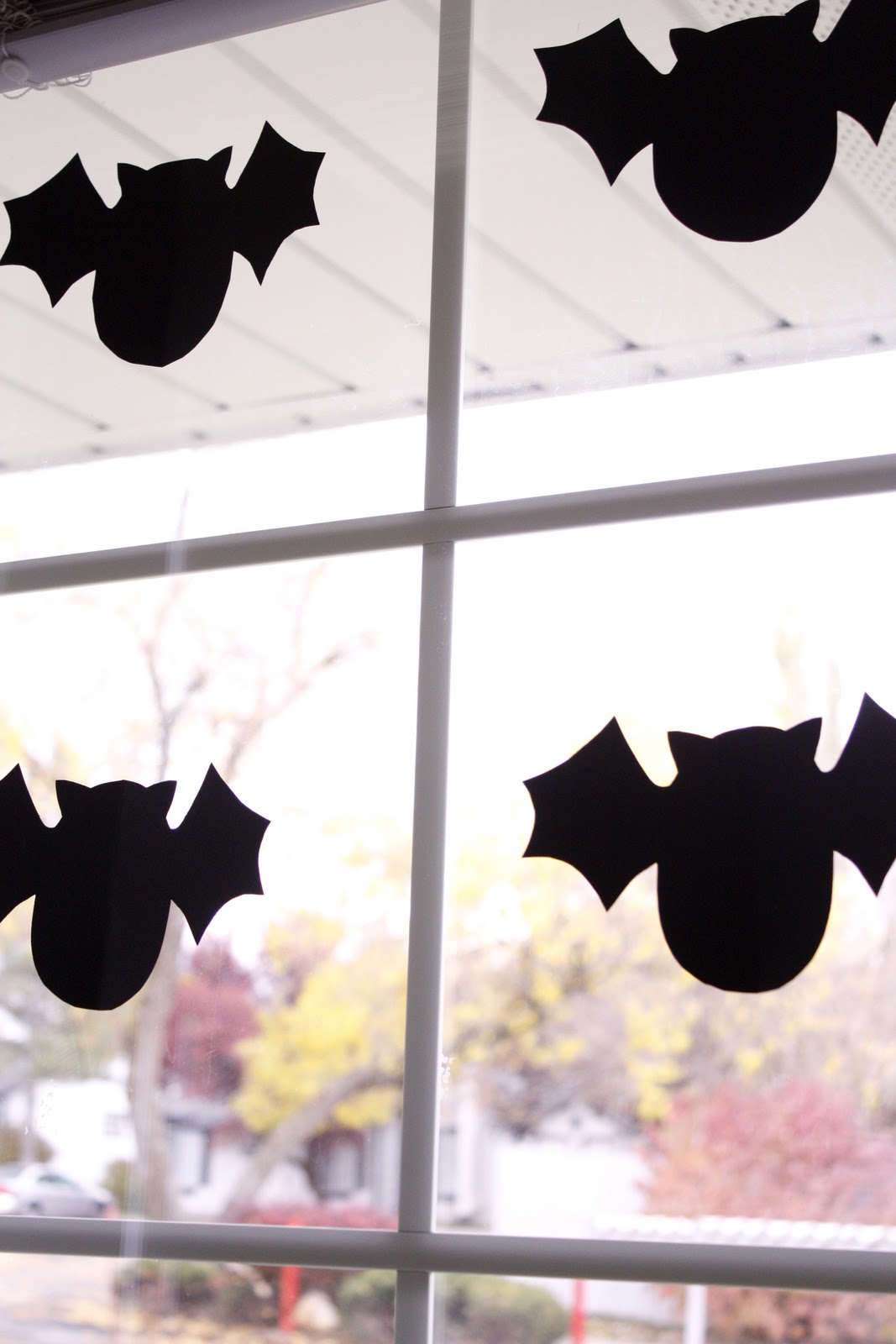 bats in our window