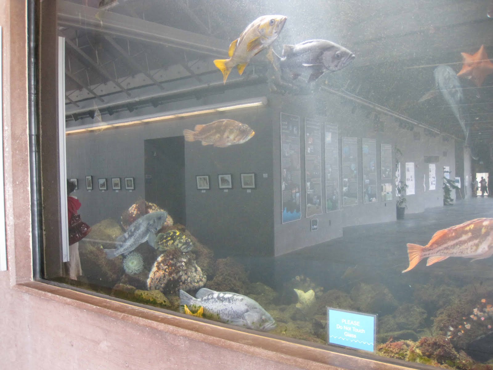 BodegaBayLife Bodega Marine Lab