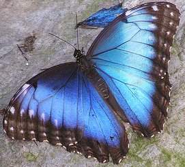 Blue Morpho Butterfly