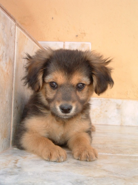 Vira lata filhote marrom Clearance