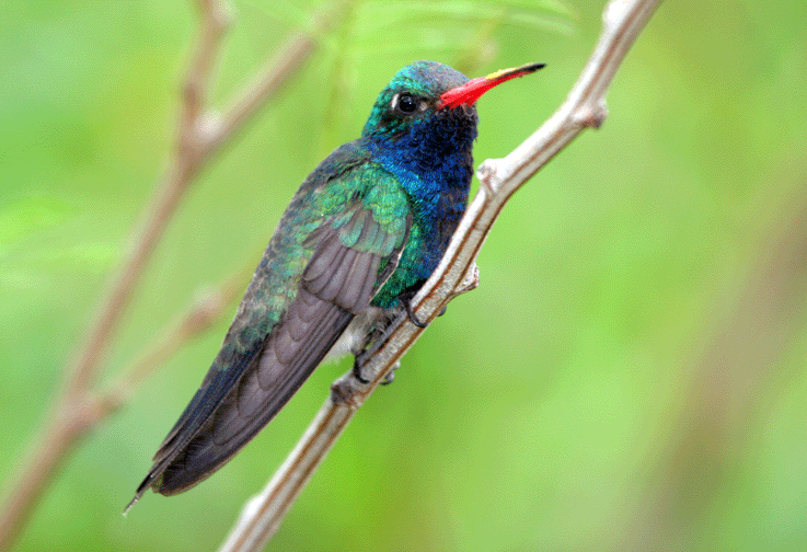 [Broad-Billed-Humming-Bird,-.gif]