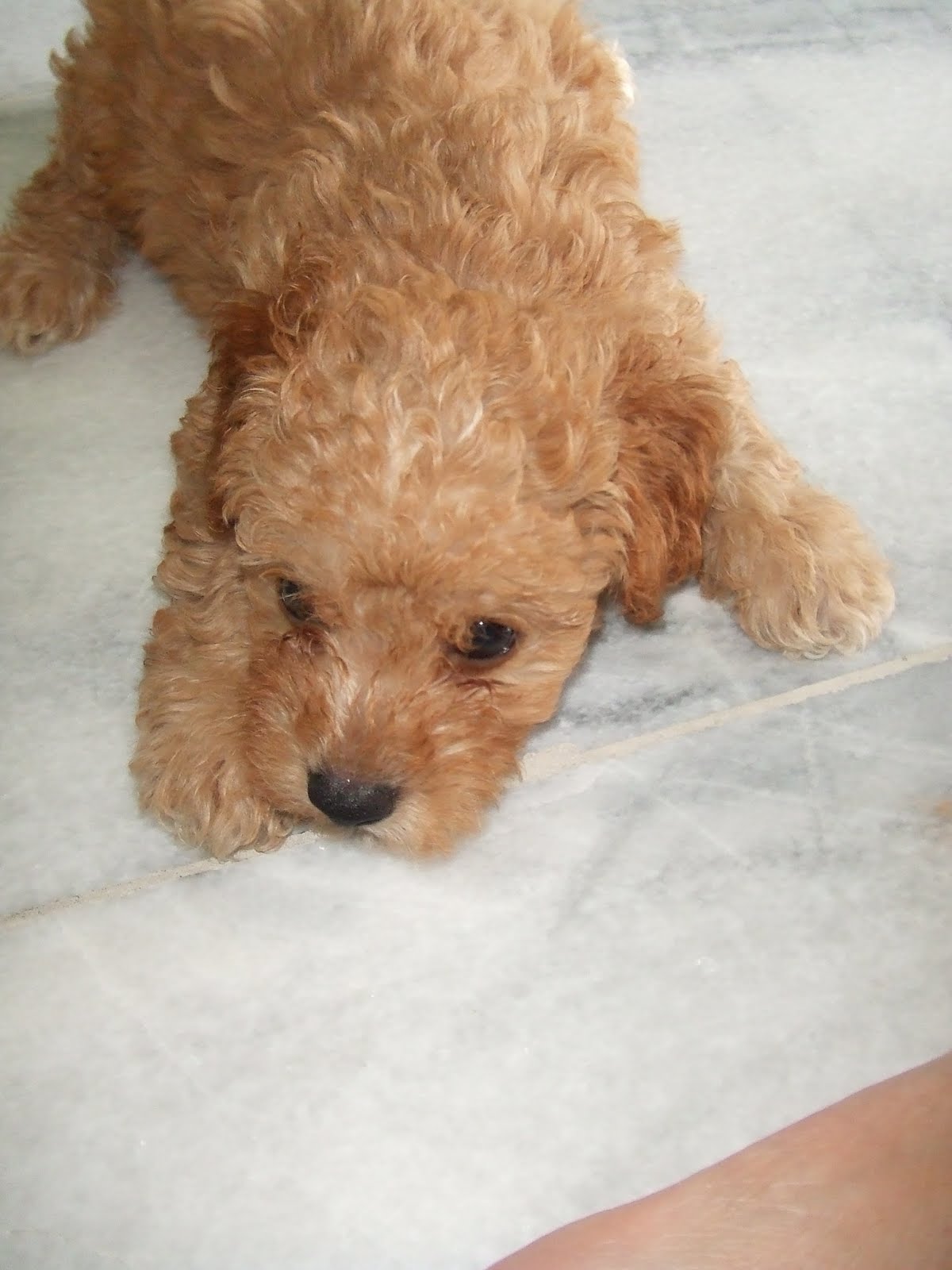 sweetmomblog: WTS 4 teacup toy poodles