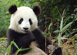 Julie's idea of a Panda