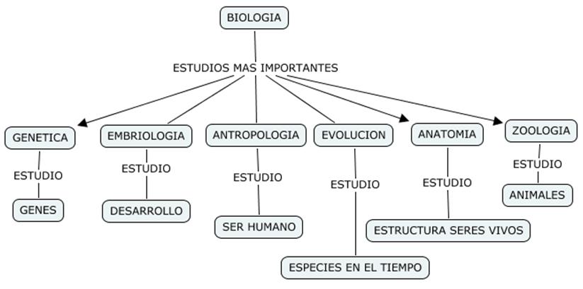 Cindy Atencio Biologia Mapa Conceptual