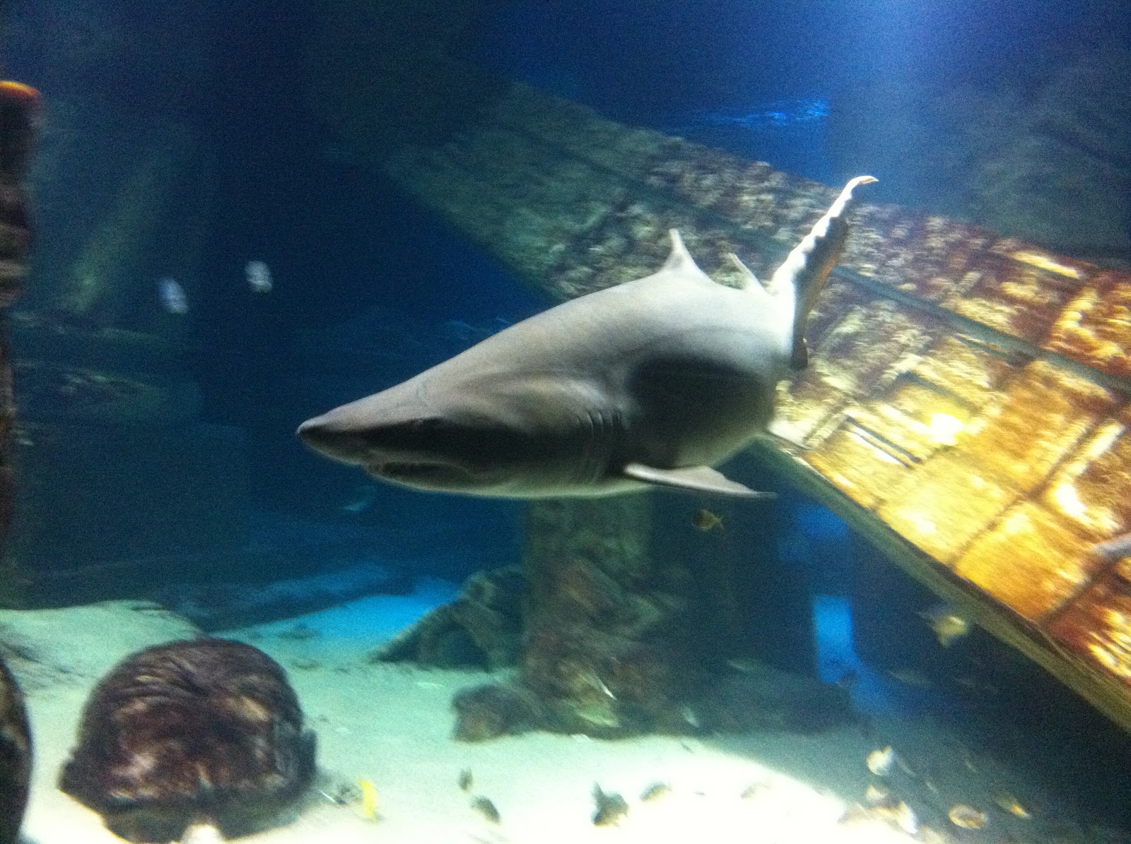 frominbetween Riverhead aquarium.