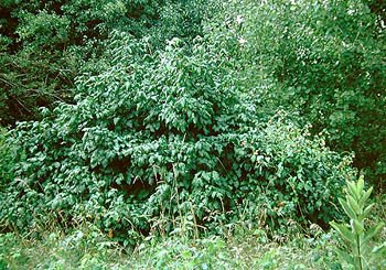 [poison+ivy+bush.jpg]