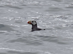 David McDonald Photography: Bulletin #117 Alaska #5 pelagic trip