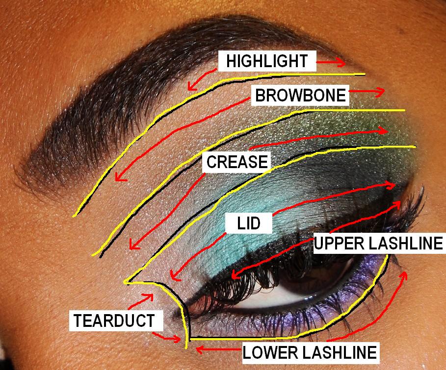 Eye Shadow Placement Diagram