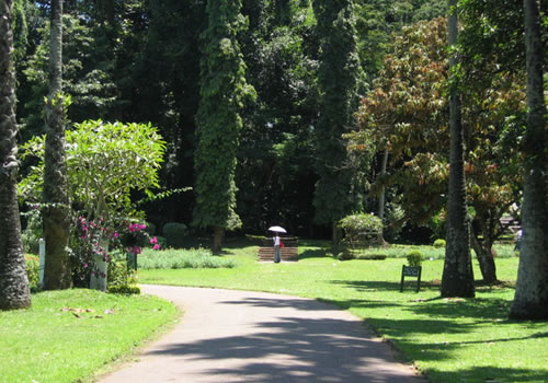 Peradeniya botanical garden short essay image