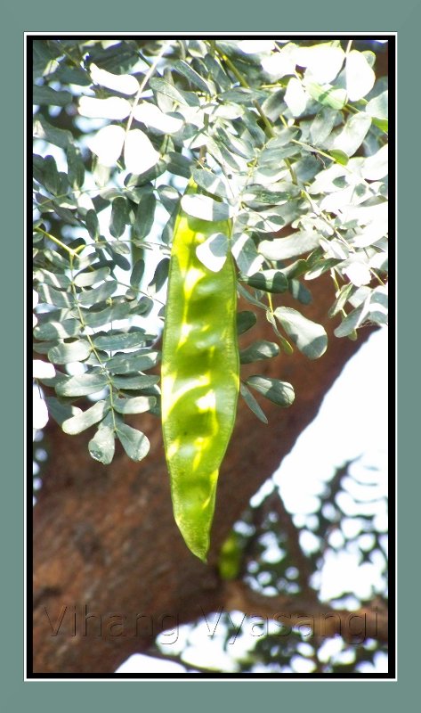 [Fruit+of+an+unknown+tree.jpg]