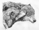 [two+wolves.jpg]