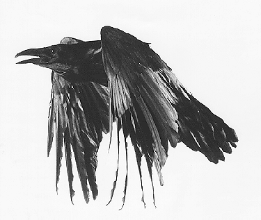 [raven.gif]