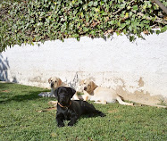 Mis chicos al sol